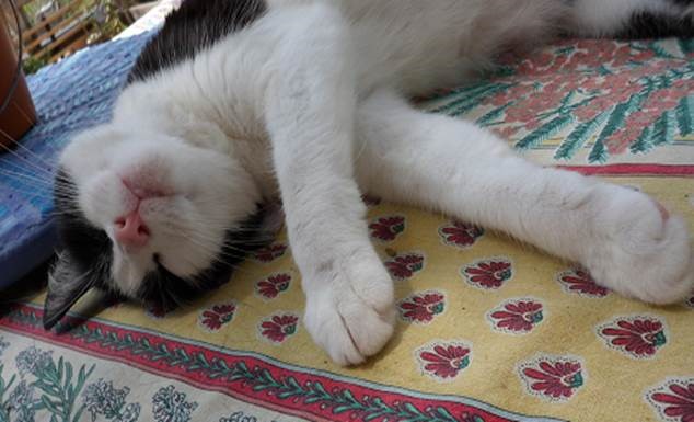 Pipoca
